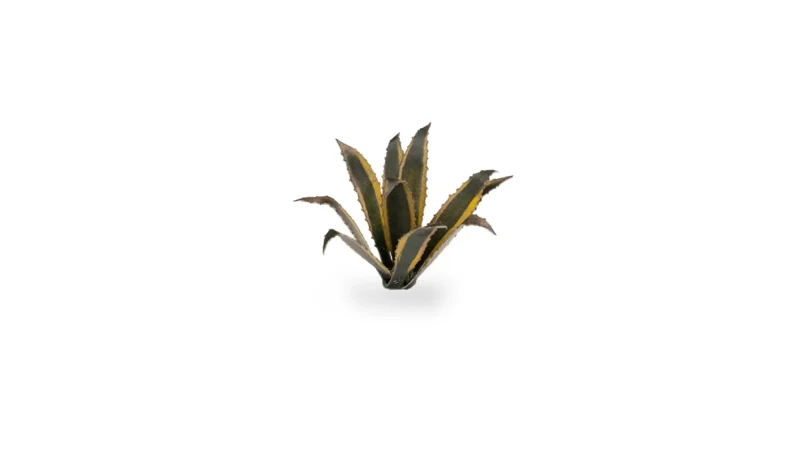 Laser Plants - Agave – Bild 3