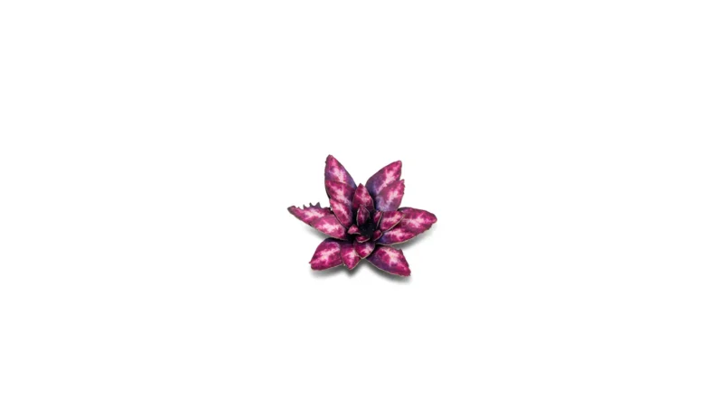 Laser Plants - Alien Rosette – Bild 4
