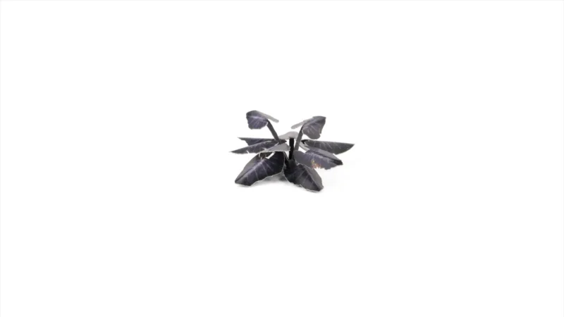 Laser Plants - Black Magic Taro – Bild 5