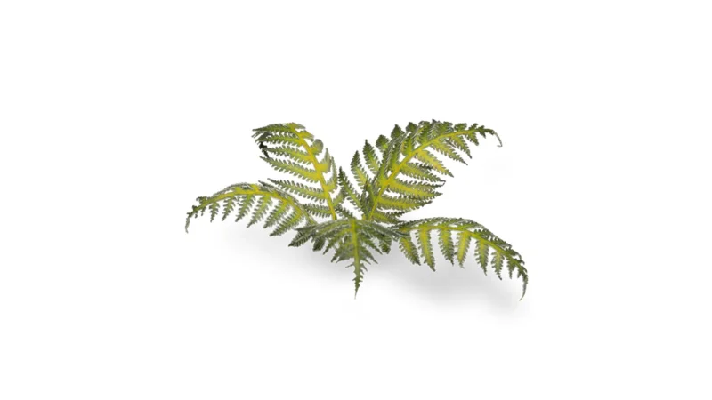 Laser Plants - Bracken – Bild 4