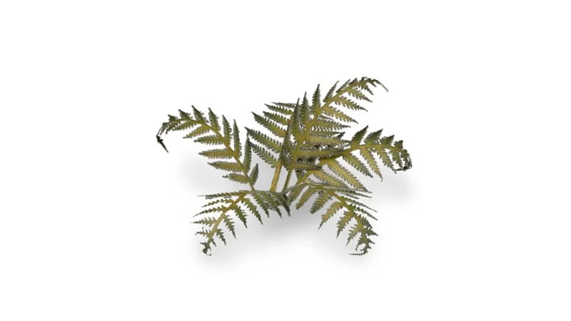 Laser Plants - Bracken – Bild 3