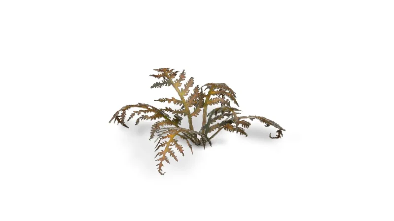 Laser Plants - Dry Bracken – Bild 3