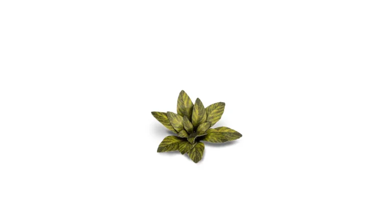 Laser Plants Dumb Cane – Bild 4