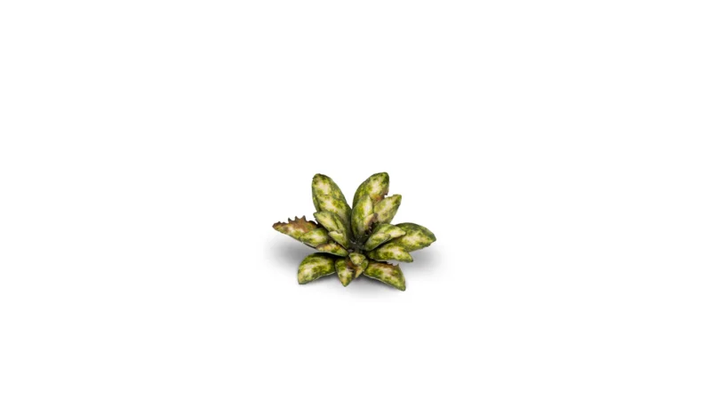 Laser Plants Dumb Cane – Bild 5