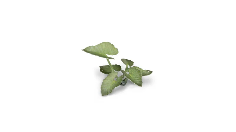 Laser Plants - Elephant Ear – Bild 3