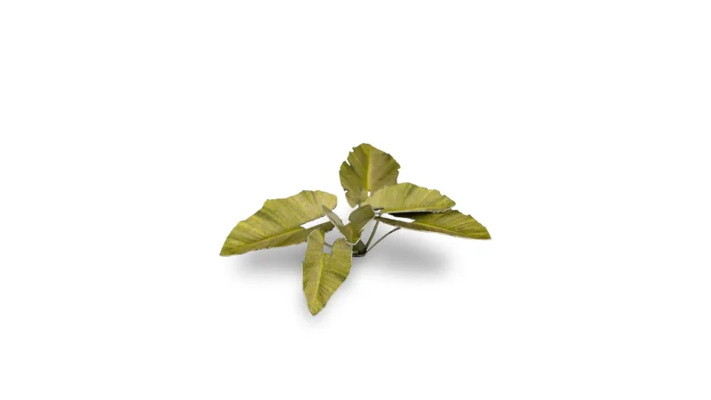 Laser Plants - Elephant Ear – Bild 4