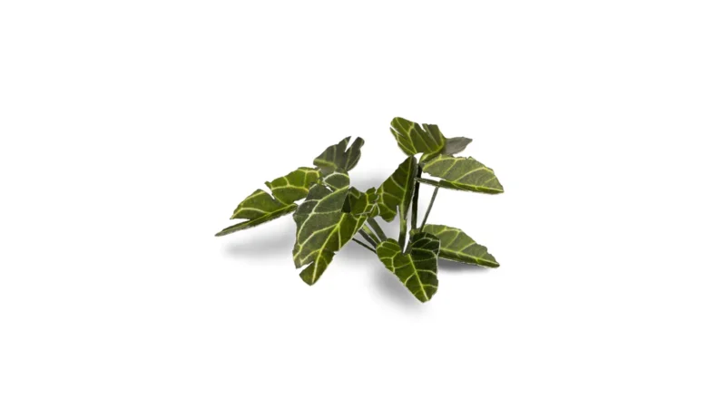 Laser Plants - Elephant Ear – Bild 5