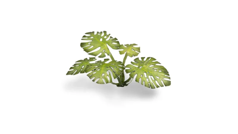 Laser Plants - Monstera – Bild 3