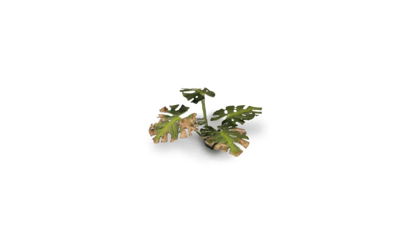 Laser Plants - Monstera – Bild 4