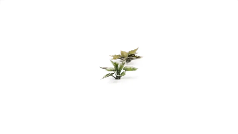 Laser Plants - Plantain Lily – Bild 3