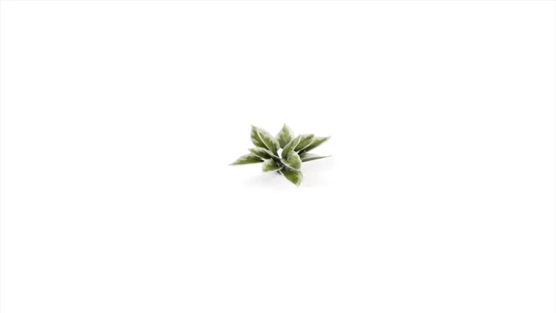 Laser Plants - Plantain Lily – Bild 4