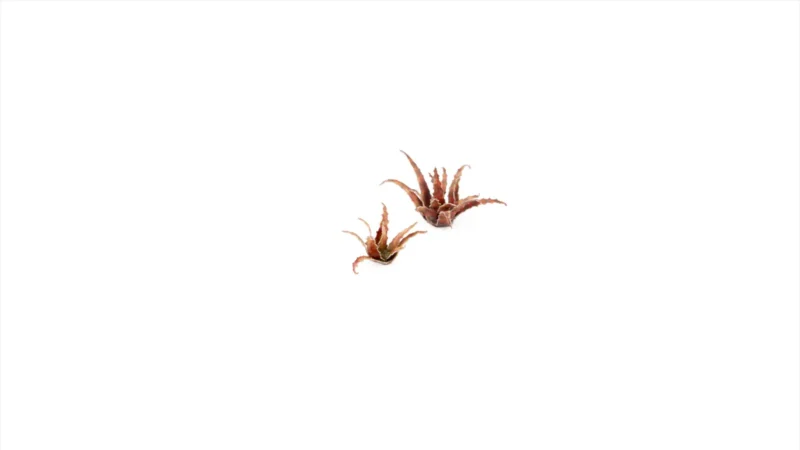 Laser Plants - Red Aloe – Bild 4