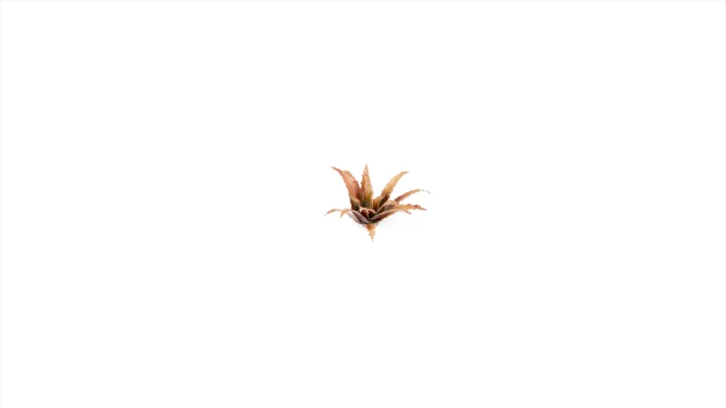 Laser Plants - Red Aloe – Bild 3