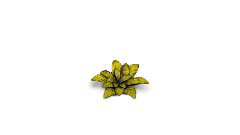 Dumb Cane – Bild 3